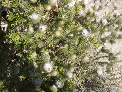 Phylica nigromontana