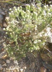Phylica nigromontana