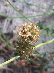 Jasione maritima