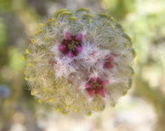 Phylica nigromontana