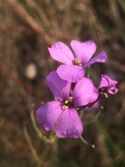 Erysimum linifolium
