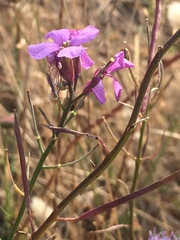 Erysimum linifolium
