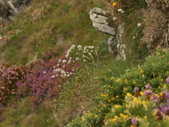 Allium ericetorum