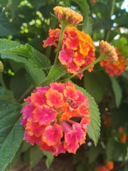 Lantana camara