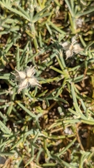 Echinospartum ibericum