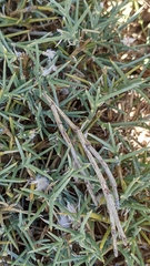 Echinospartum ibericum