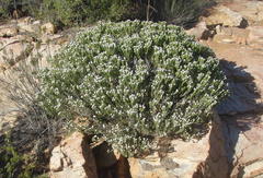 Phylica karroica