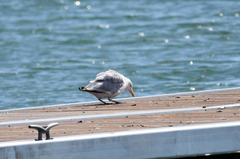 Larus argentatus