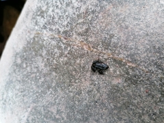 Bufo spinosus