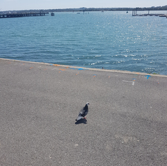 Columba livia domestica