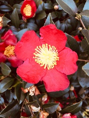 Camellia vernalis