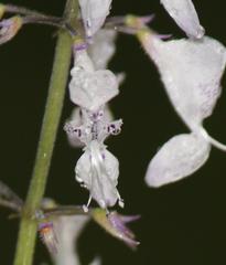Plectranthus grallatus