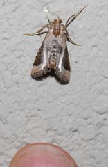 Lorymodes digonialis