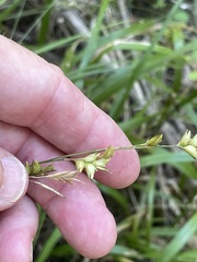 Diarrhena obovata
