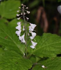 Plectranthus grallatus