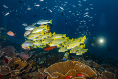 Plectorhinchus polytaenia
