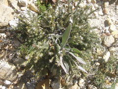Phylica lanata