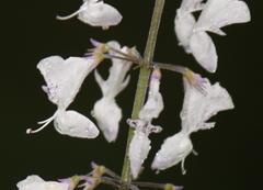 Plectranthus grallatus
