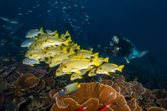 Plectorhinchus polytaenia