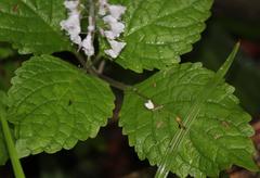 Plectranthus grallatus