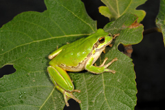 Hyla savignyi