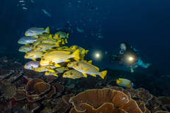 Plectorhinchus polytaenia