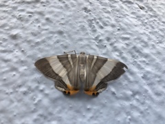 Opisthoxia miletia