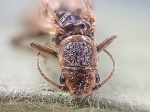 Black Sallfly