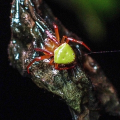 Araneus viridiventris