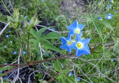 Ipomoea barbatisepala