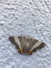Opisthoxia miletia