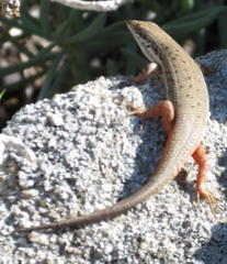 Trachylepis variegata