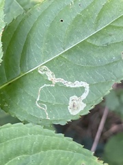Phytoliriomyza