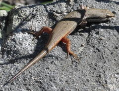 Trachylepis variegata