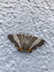 Opisthoxia miletia