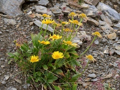 Doronicum clusii