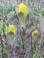 Castilleja levisecta