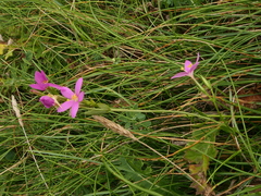 Centaurium portense