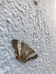 Opisthoxia miletia