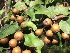 Pyrus cordata
