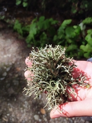 Pseudevernia furfuracea