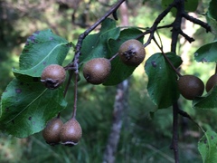 Pyrus cordata