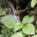 Plectranthus fruticosus - Photo (c) riana60, μερικά δικαιώματα διατηρούνται (CC BY-NC), uploaded by riana60