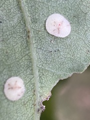 Neuroterus quercusbaccarum