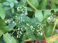 Galium broterianum