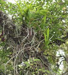 Tridactyle tricuspis