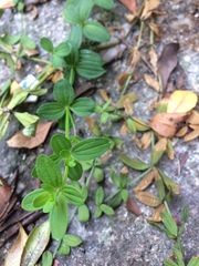 Galium broterianum