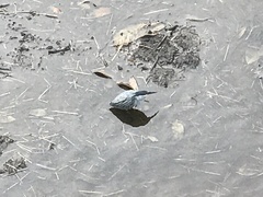 Butorides striata