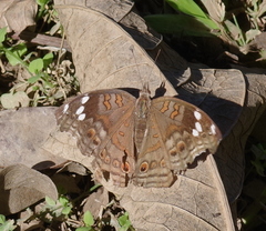 Junonia natalica