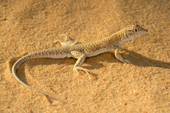 Acanthodactylus aegyptius